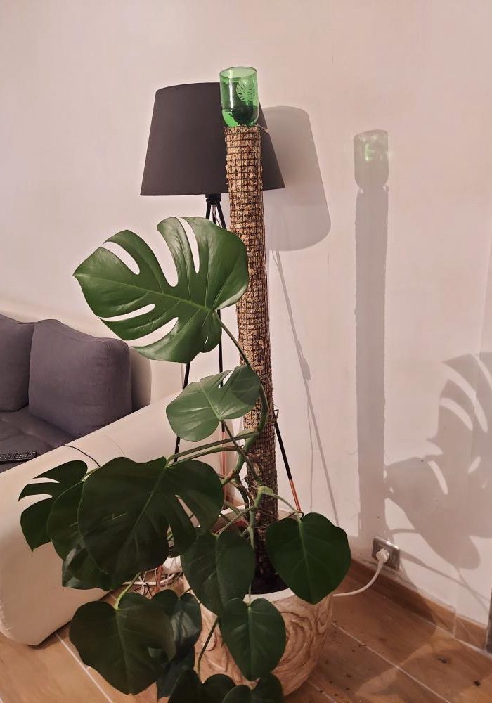 monstera tuteur sphaigne