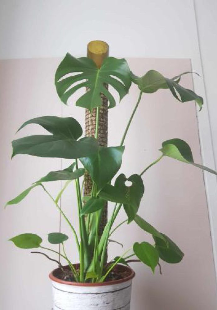 Monstera tuteur sphaigne chez vous 5