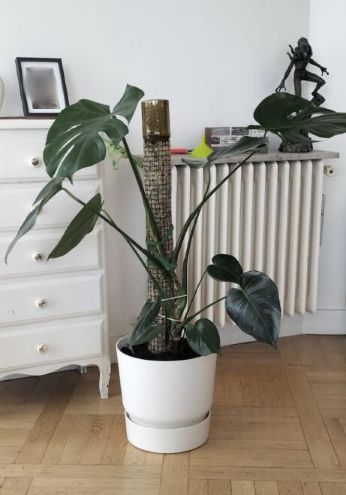 Monstera tuteur sphaigne chez vous 7