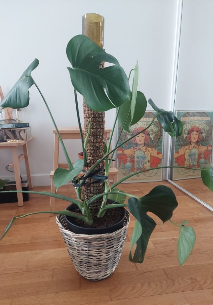 Monstera tuteur sphaigne chez vous 8